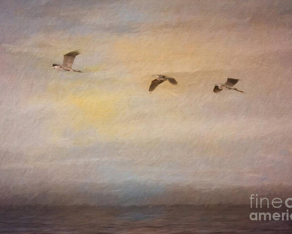 Great Blue Herons Poster featuring the digital art Sunset Flight by Jayne Carney