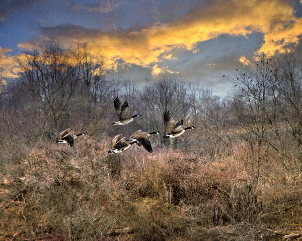 Sunset Poster featuring the photograph Sunset Geese by Christina Rollo