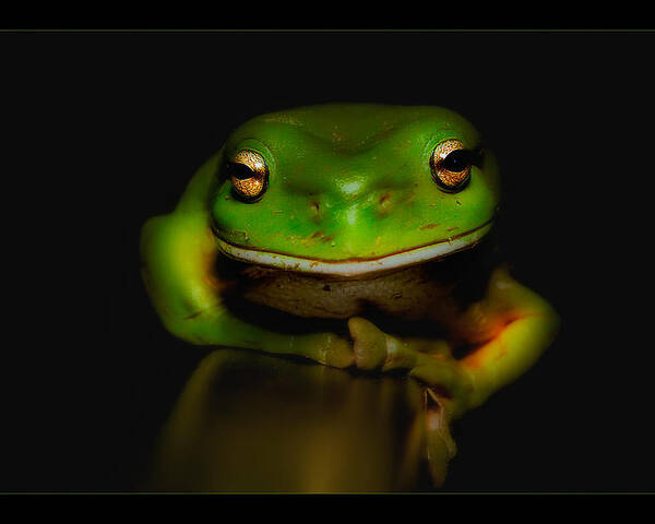 Green Frogs Australia Poster featuring the photograph Super frog 01 by Kevin Chippindall