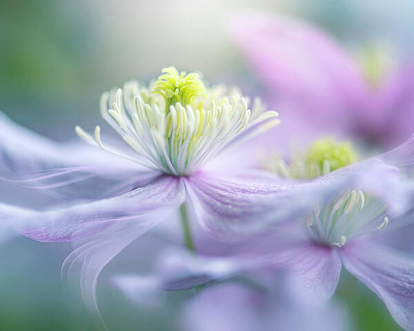 Clematis Poster featuring the photograph Sway by Jacky Parker