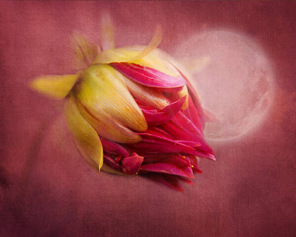 Flower Poster featuring the photograph Sweet Dreams by Marina Kojukhova