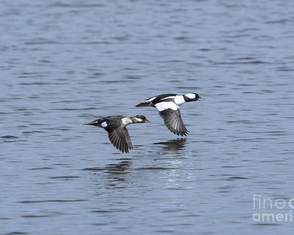 Bufflehead Ducks Poster featuring the photograph Synchronicity by Dan Hefle