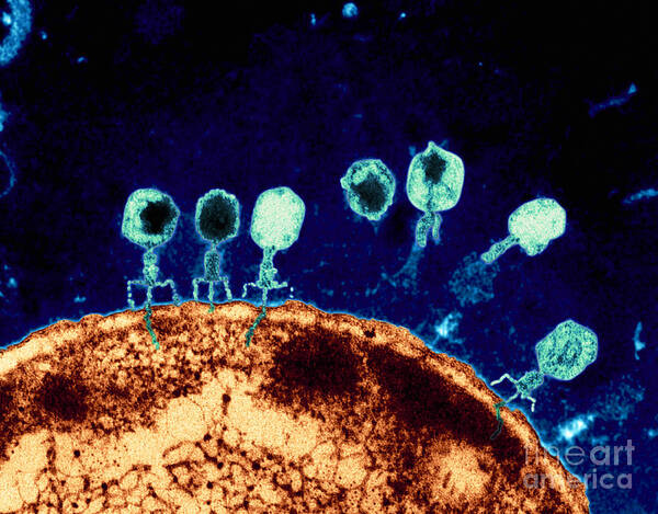 Bacteriophage Poster featuring the photograph T-bacteriophages and e-coli by Eye Of Science