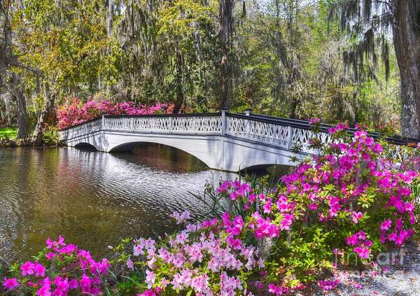 Scenic Poster featuring the photograph The Bridge At Magnolia Plantation by Kathy Baccari