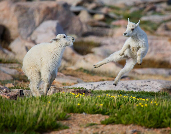 Baby Goat; Mountain Goat Baby; Dance; Dancing; Happy; Joy; Nature; Baby Goat; Mountain Goat Baby; Happy; Joy; Nature; Brothers Poster featuring the photograph The Dance of Joy by Jim Garrison