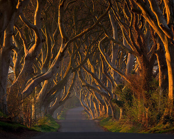 Landscape Poster featuring the photograph The Dark Hedges In The Morning Sunshine by Piotr Galus