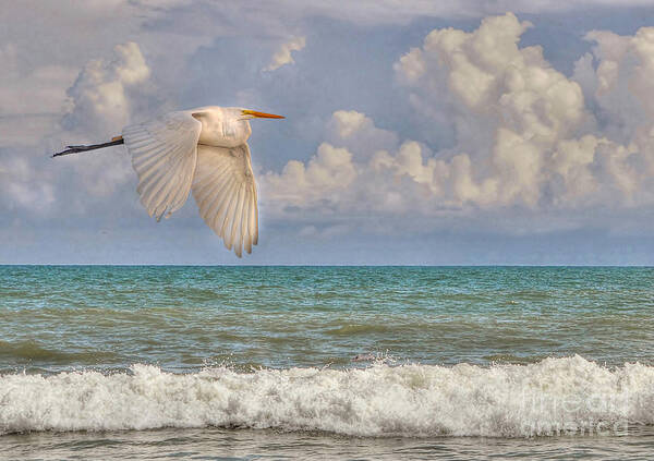 Beach Poster featuring the photograph The Great Egret And The Ocean by Kathy Baccari