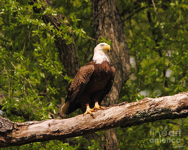 Bald Eagle Poster featuring the photograph The Majestic Eagle II by Jai Johnson