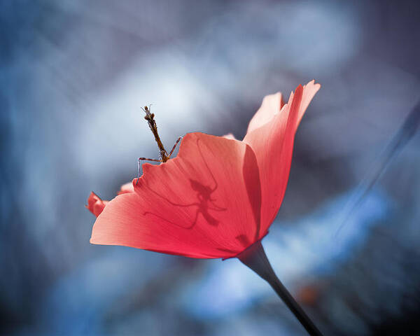 Flower Poster featuring the photograph The Poppy Master by Fabien Bravin