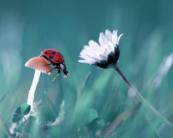 Macro Poster featuring the photograph The Story Of The Lady Bug That Tries To Convice The Mushroom To Have A Date With The Beautiful Daisy by Fabien Bravin