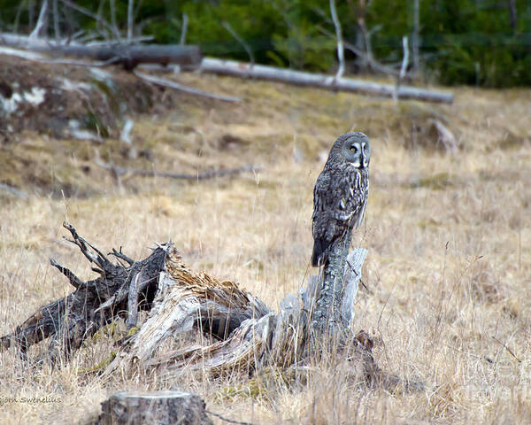 Great Grey Owl Poster featuring the photograph The Stump by Torbjorn Swenelius