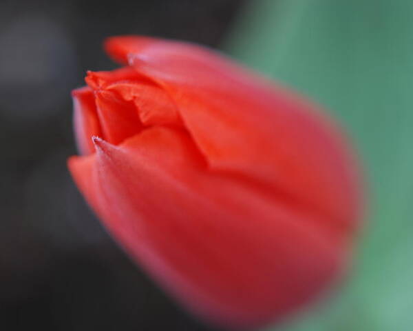 Tulip Poster featuring the photograph The Tip of the Tulip by Kathy Paynter