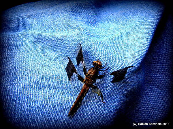 Dragonfly Poster featuring the photograph The Visitor by Rabiah Seminole