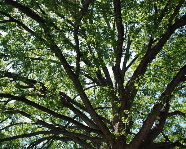Tree Poster featuring the photograph Tree Canopy by Kenny Glover