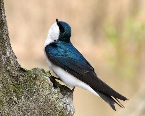 Tree Swallow. Swallow Poster featuring the photograph Tree Swallow by Ann Bridges