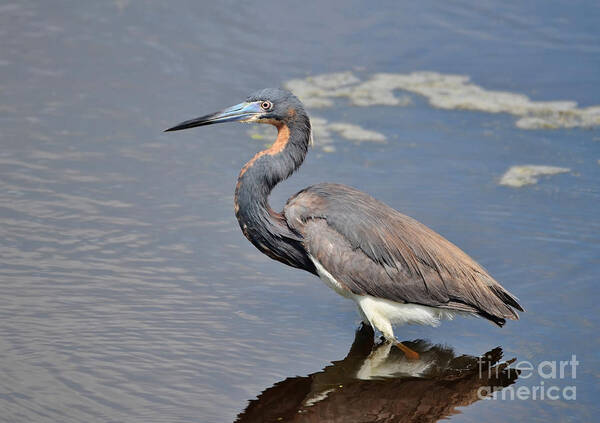 Heron Poster featuring the photograph Tri Colored Heron by Kathy Baccari
