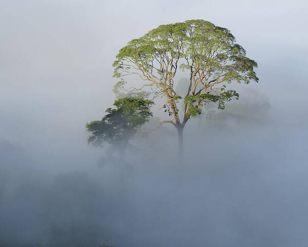 Ch'ien Lee Poster featuring the photograph Tualang Tree Above Rainforest Mist by Ch'ien Lee