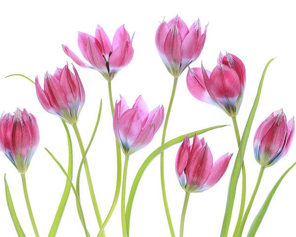 Tulip Poster featuring the photograph Tulip Blush by Mandy Disher