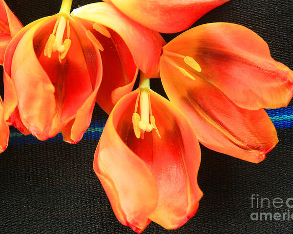 Color Poster featuring the photograph Tulip Study by Jeanette French