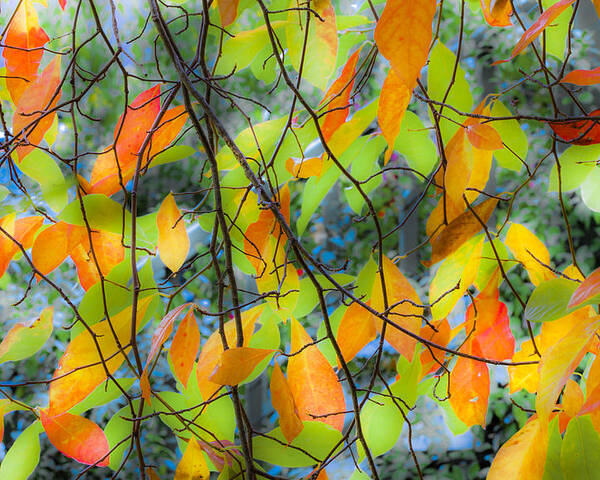 Autumn Poster featuring the photograph Tupelo Tapestry - Glowing Leaves by Saxon Holt