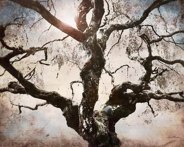 Old Gnarled Tree Poster featuring the digital art Twisted Tree I by April Moen