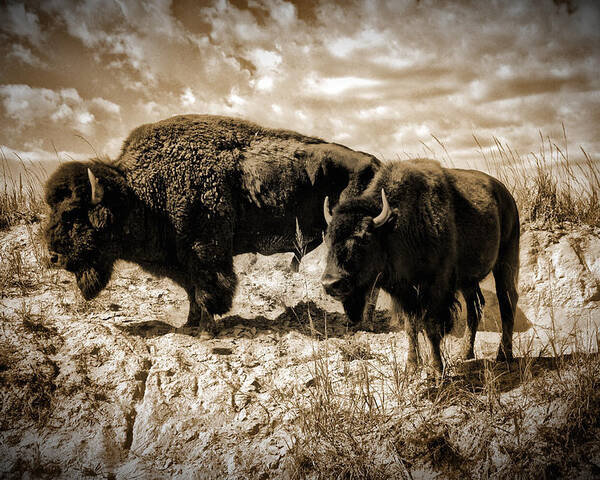 Photograph Poster featuring the photograph Two Buffalo by Richard Gehlbach