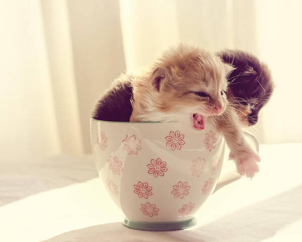 Two Poster featuring the photograph Two Cute Kittens in a Cup by Spikey Mouse Photography