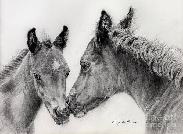 Arab Foal Poster featuring the drawing Two Foals by Hailey E Herrera