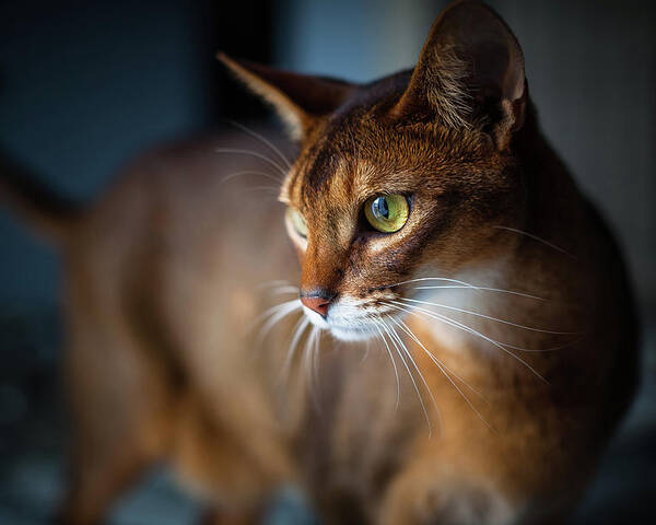 1000 Dollar Abyssinian Cat Price Dogs And Cats Wallpaper