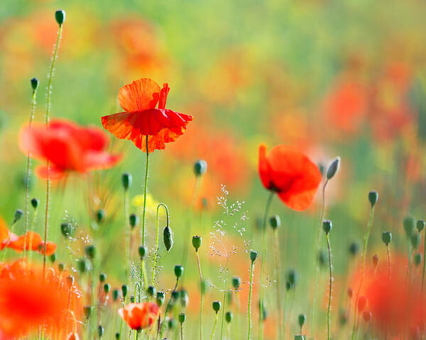 Untited Colours of Summer Poster by Roeselien Raimond