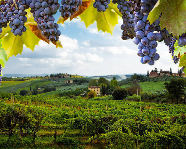 Italy Poster featuring the photograph Vineyards in San Gimignano Italy by Good Focused
