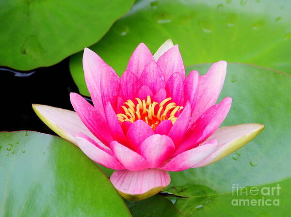 Blossom Poster featuring the photograph Water lily by Amanda Mohler