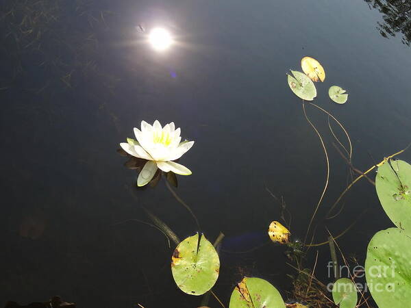Water Lily Poster featuring the photograph Water Lily by Laurel Best
