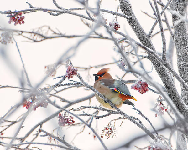 Winter Poster featuring the photograph Waxwing by Konstantin Selezenev
