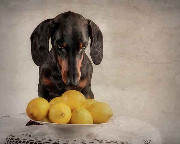 Dogs Poster featuring the photograph When Life Gives You Lemons... by Heike Willers