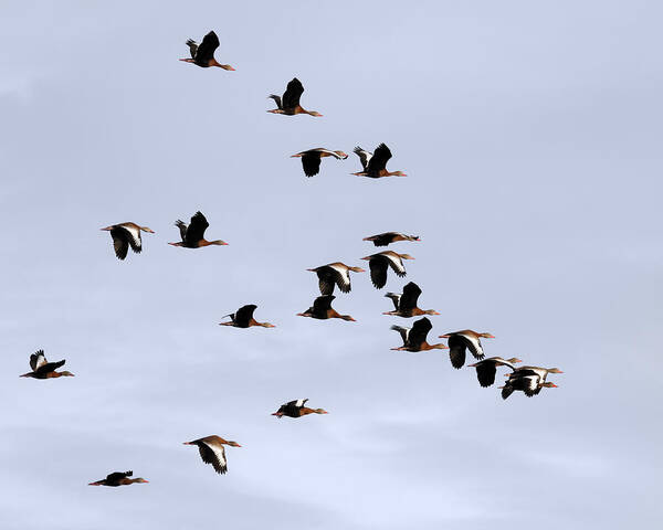 Beautiful Poster featuring the photograph Whistling Duck Flock by Dawn Currie