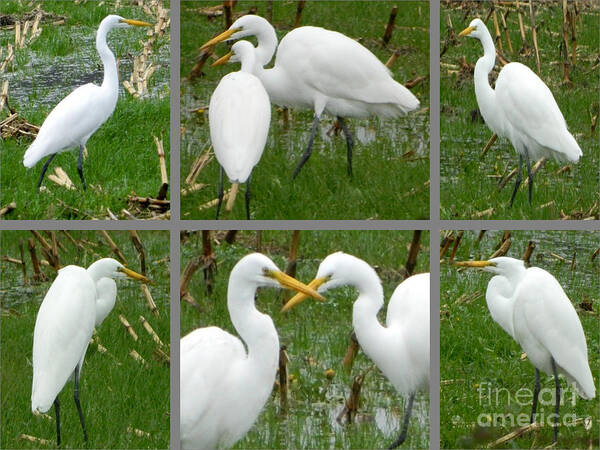 Birds Poster featuring the photograph White Egrets by Gallery Of Hope 