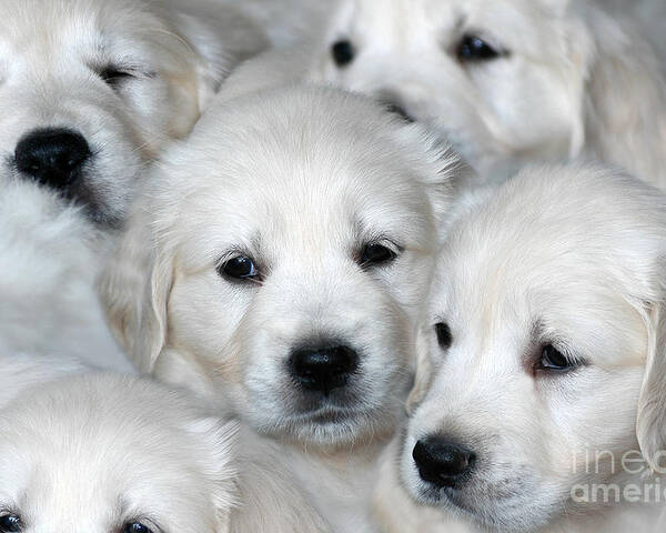 White Golden Retriever Puppies Poster By Dog Photos