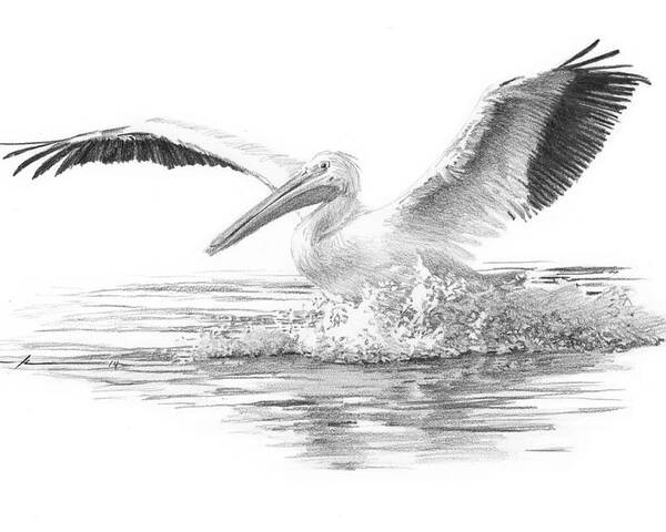 <a Href=http://miketheuer.com Target =_blank>www.miketheuer.com</a> Poster featuring the drawing White Pelican Pencil Portrait by Mike Theuer
