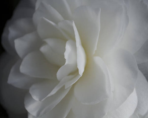 White Rose Poster featuring the photograph White Rose by Dan Hefle