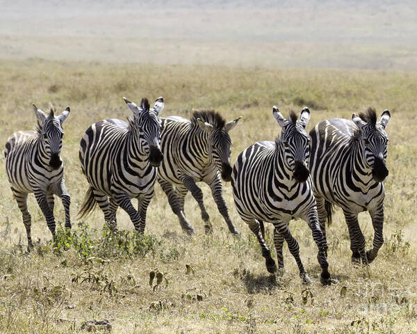 Zebra Poster featuring the photograph Wild Zebras Running by Chris Scroggins