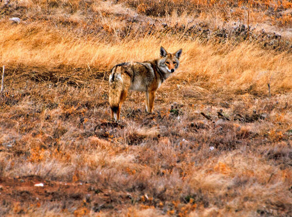Coyote Poster featuring the photograph Wiley Coyote by Jerry Cahill