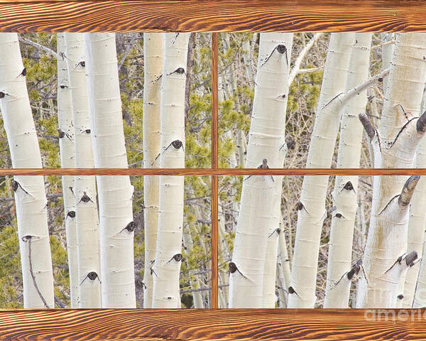 Trees Poster featuring the photograph Winter Aspen Tree Forest Barn Wood Picture Window Frame View by James BO Insogna