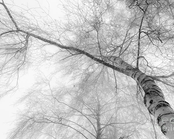 Birch Poster featuring the photograph Winter Birch - Bw by Hannes Cmarits