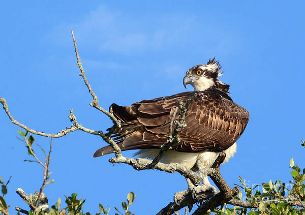 Osprey Poster featuring the photograph With The Wind In His Feathers by Kathy Baccari