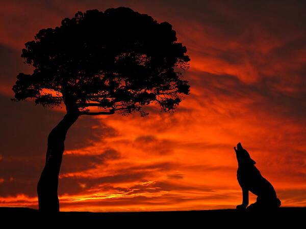 Wolf Poster featuring the photograph Wolf Calling For Mate Sunset Silhouette Series by David Dehner