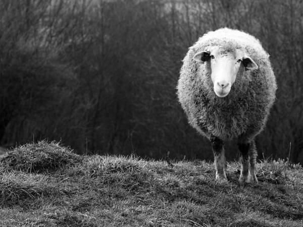 Sheep Poster featuring the photograph Wondering Sheep by Ajven