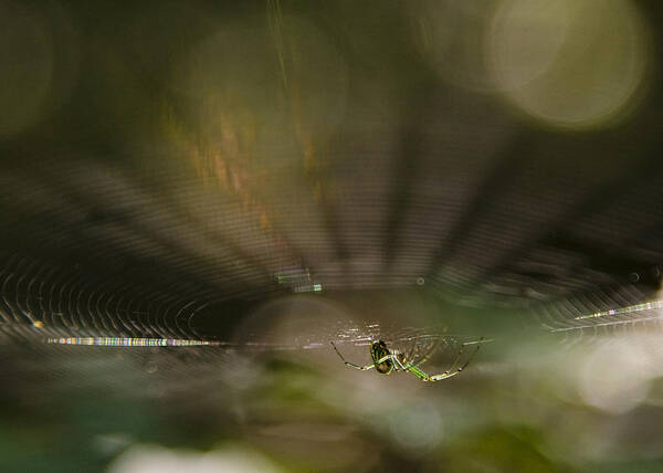 Spider Poster featuring the photograph Woodland Spider Abstract by Michael Dougherty