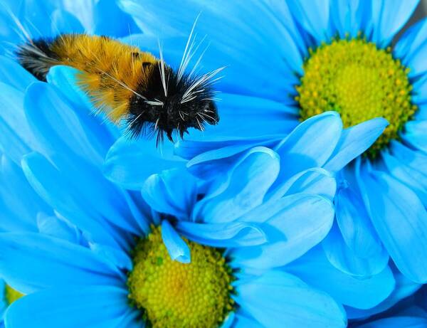 Oregon Poster featuring the photograph Woolly Bear on Blue Daisies by Gallery Of Hope 