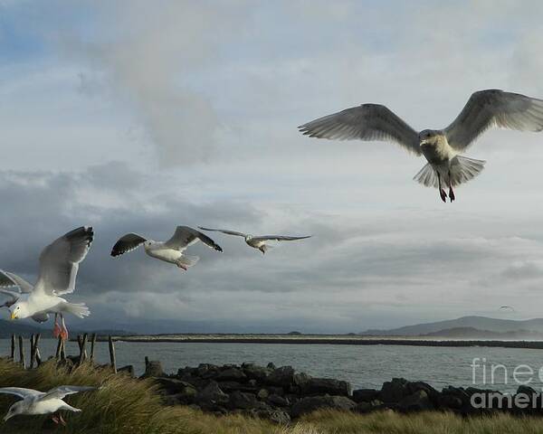 Birds Poster featuring the photograph Wow Seagulls 2 by Gallery Of Hope 